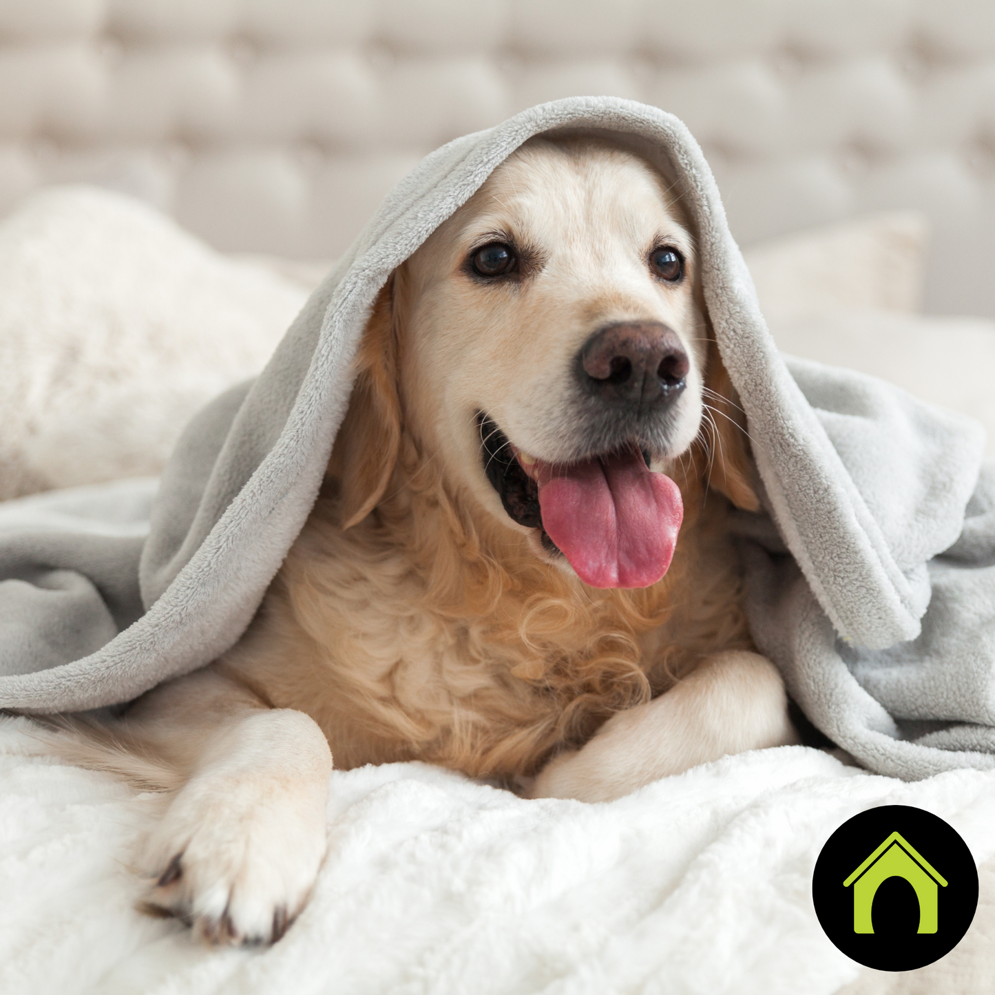 Safe Pet Odor Eliminator